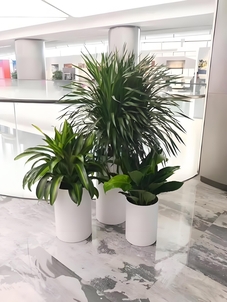 租花卉选宁波余姚，优质服务，装点你的美好空间！